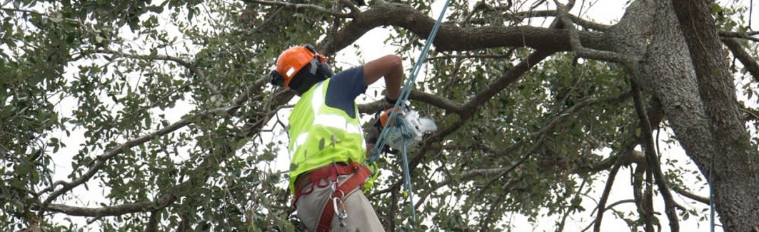 semanal Cabeza Convencional Técnicas de poda de arbolado urbano - Normas Técnicas de jardinería y  paisajismo