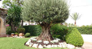 Poda de árboles y palmeras en Jávea / Xàbia